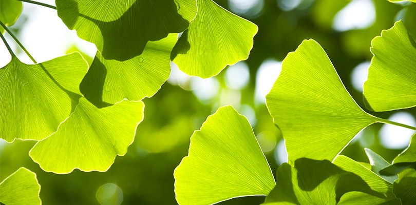 Ginkgo