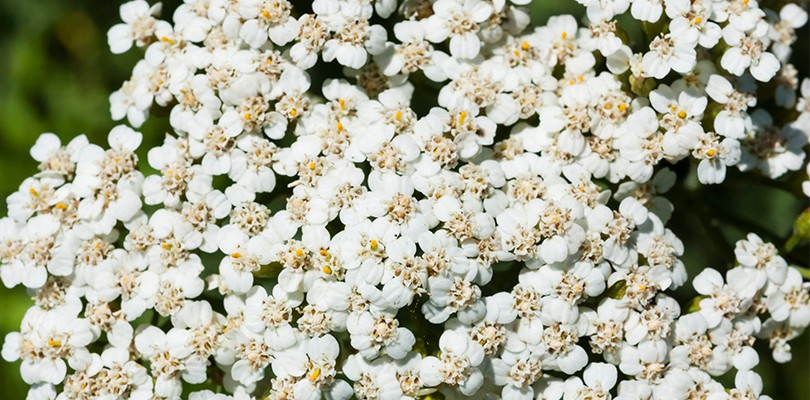 Yarrow